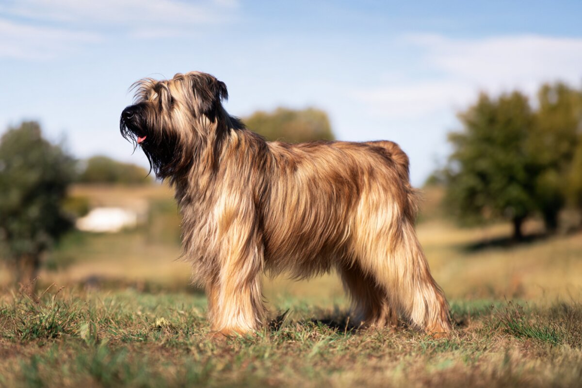 Briard