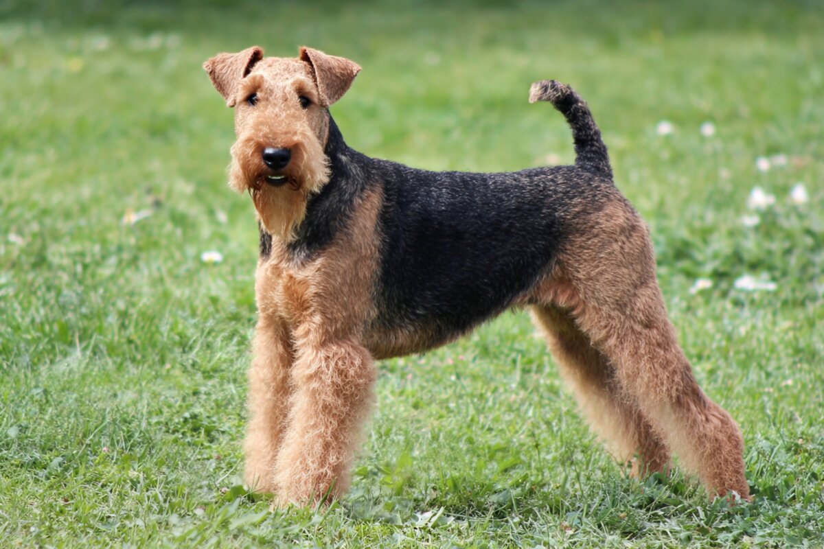 Welsh Terrier