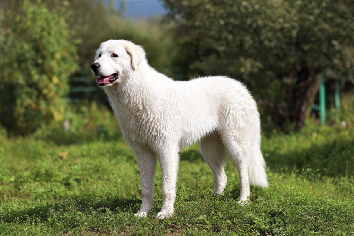 Kuvasz