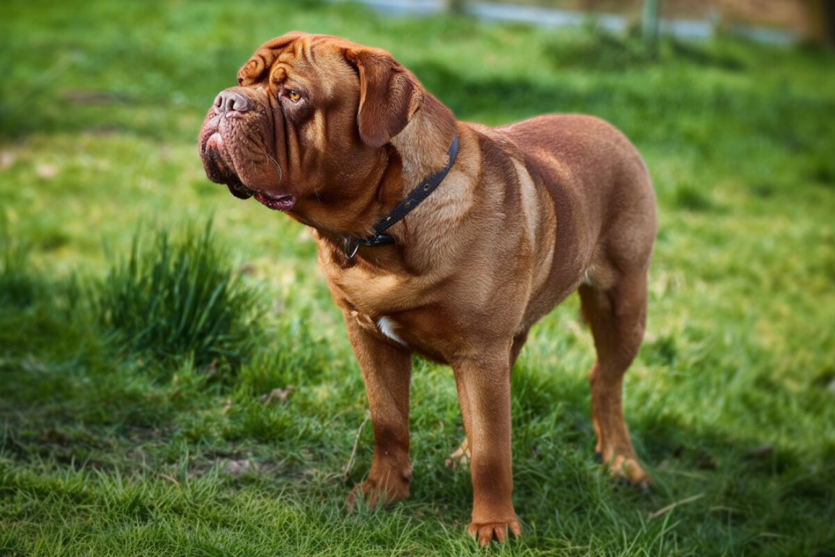 Dogue de Bordeaux