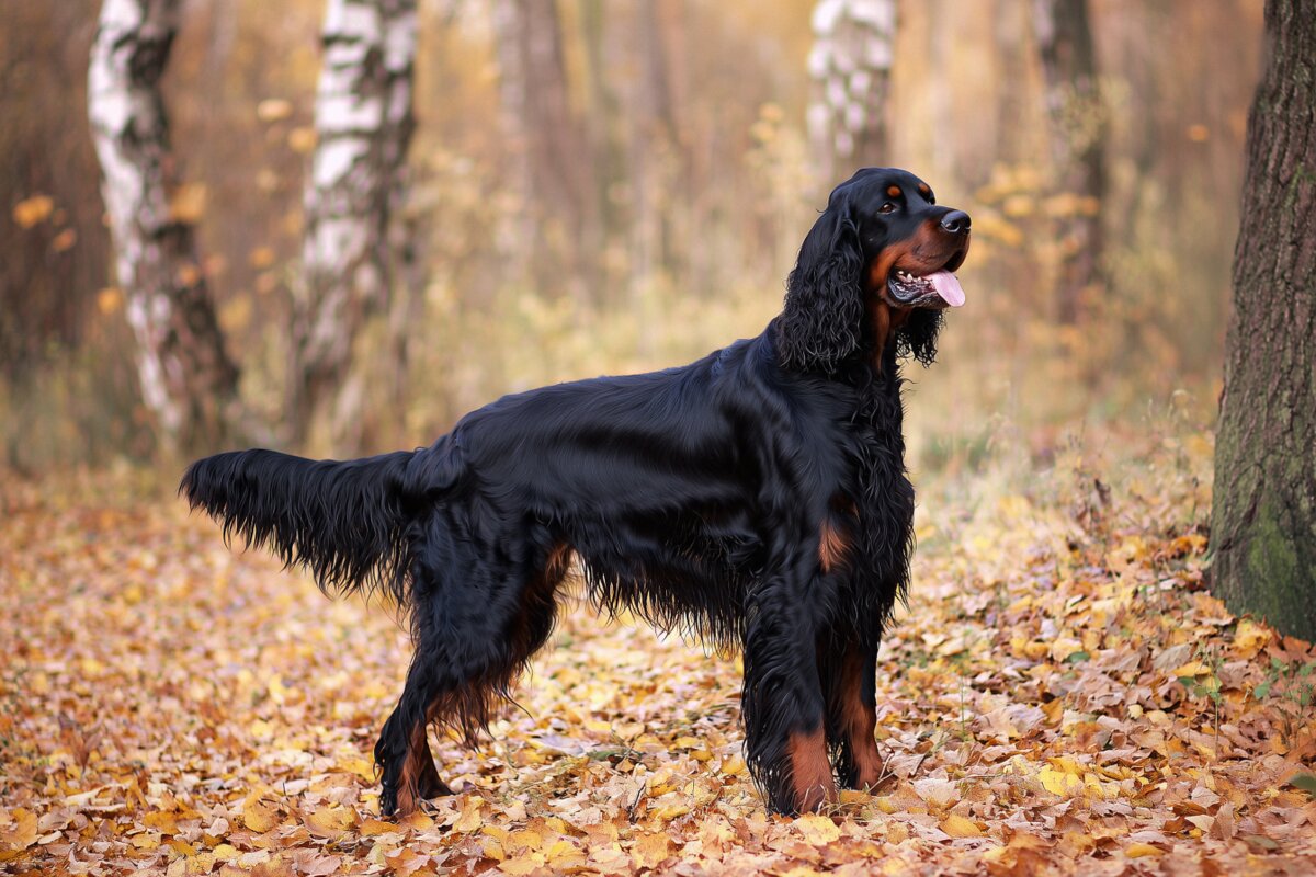 Gordon Setter
