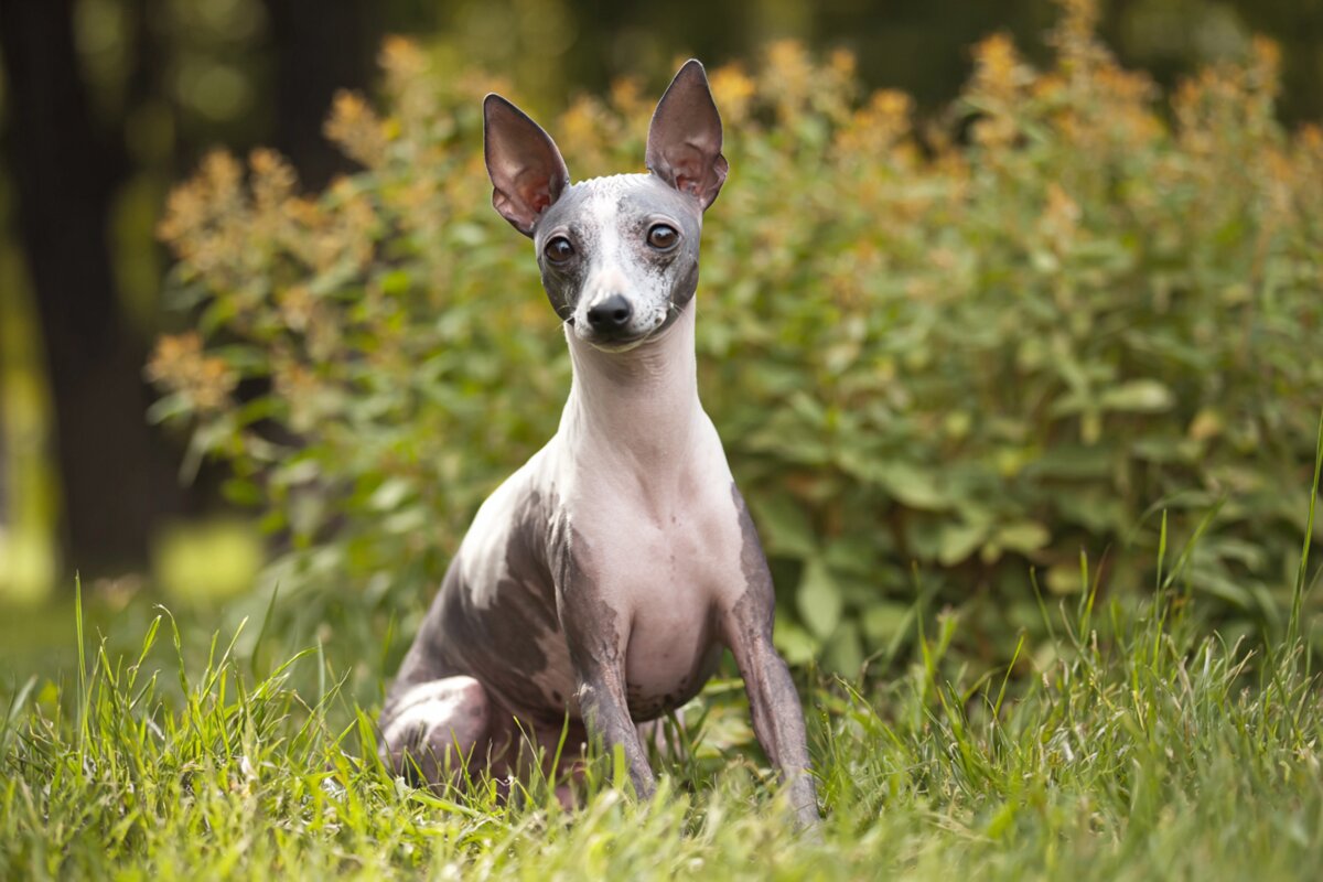 American Hairless Terrier