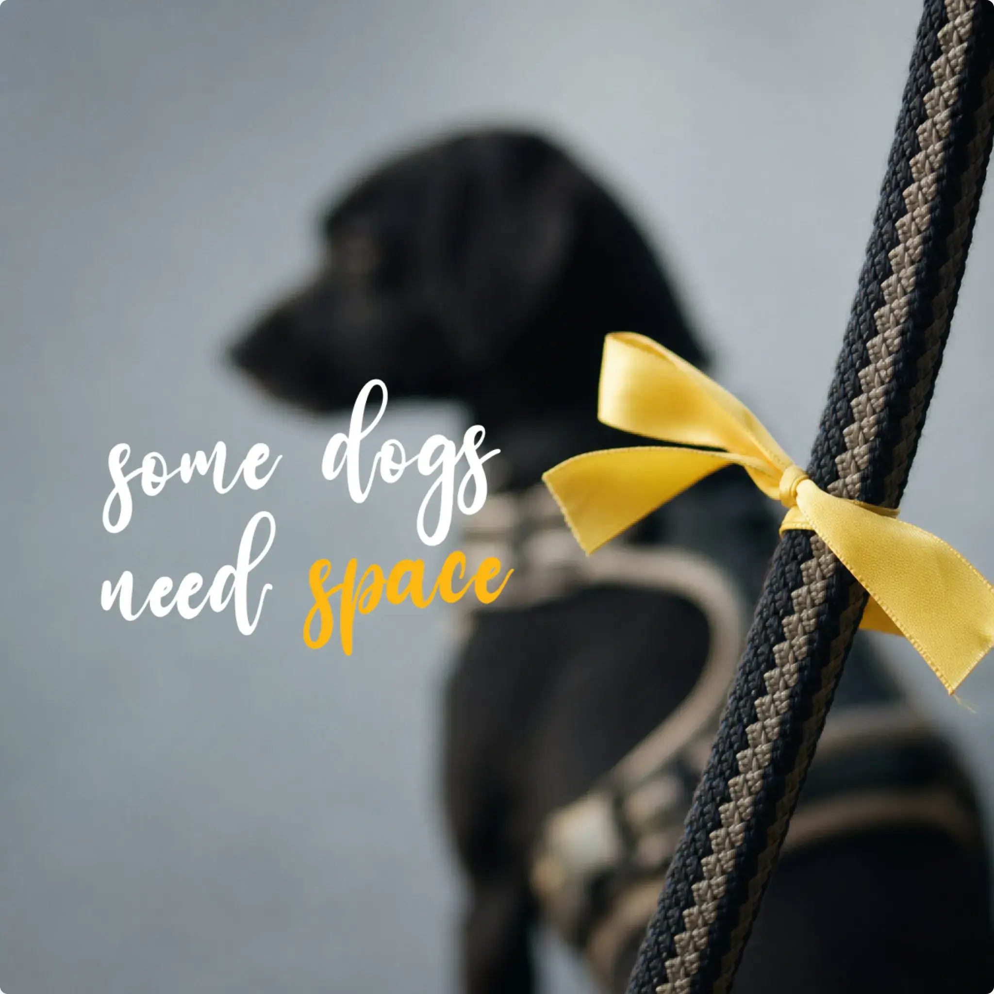 A dog wearing a yellow bandana on a lead, walking calmly alongside its owner on a UK park path.